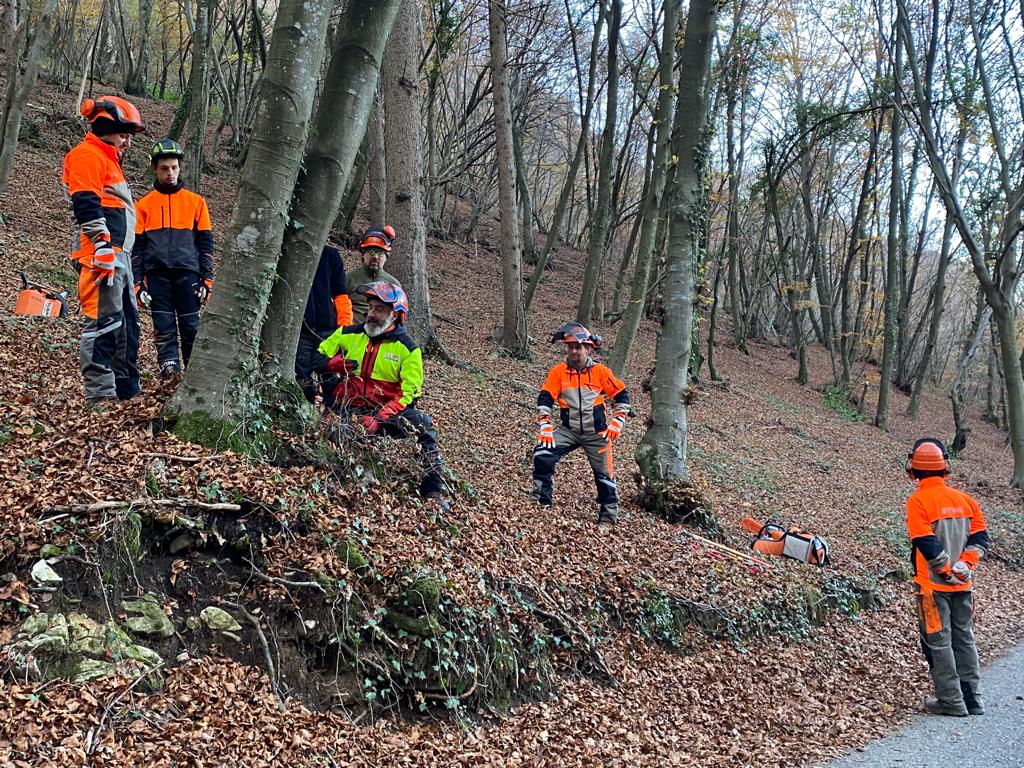 Corso Abilitazione All'utilizzo In Sicurezza Della Motosega | Cisi School 768_x_1024_jpg