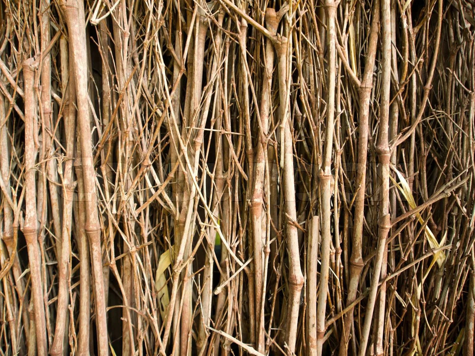 Branches Texture Stock Image Colourbox