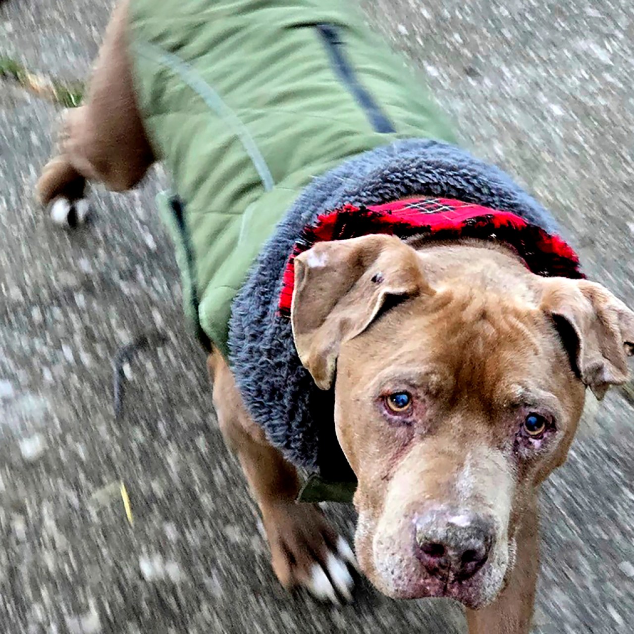 Jury convicts Michigan veterinarian of theft for refusing to return dog to homeless man