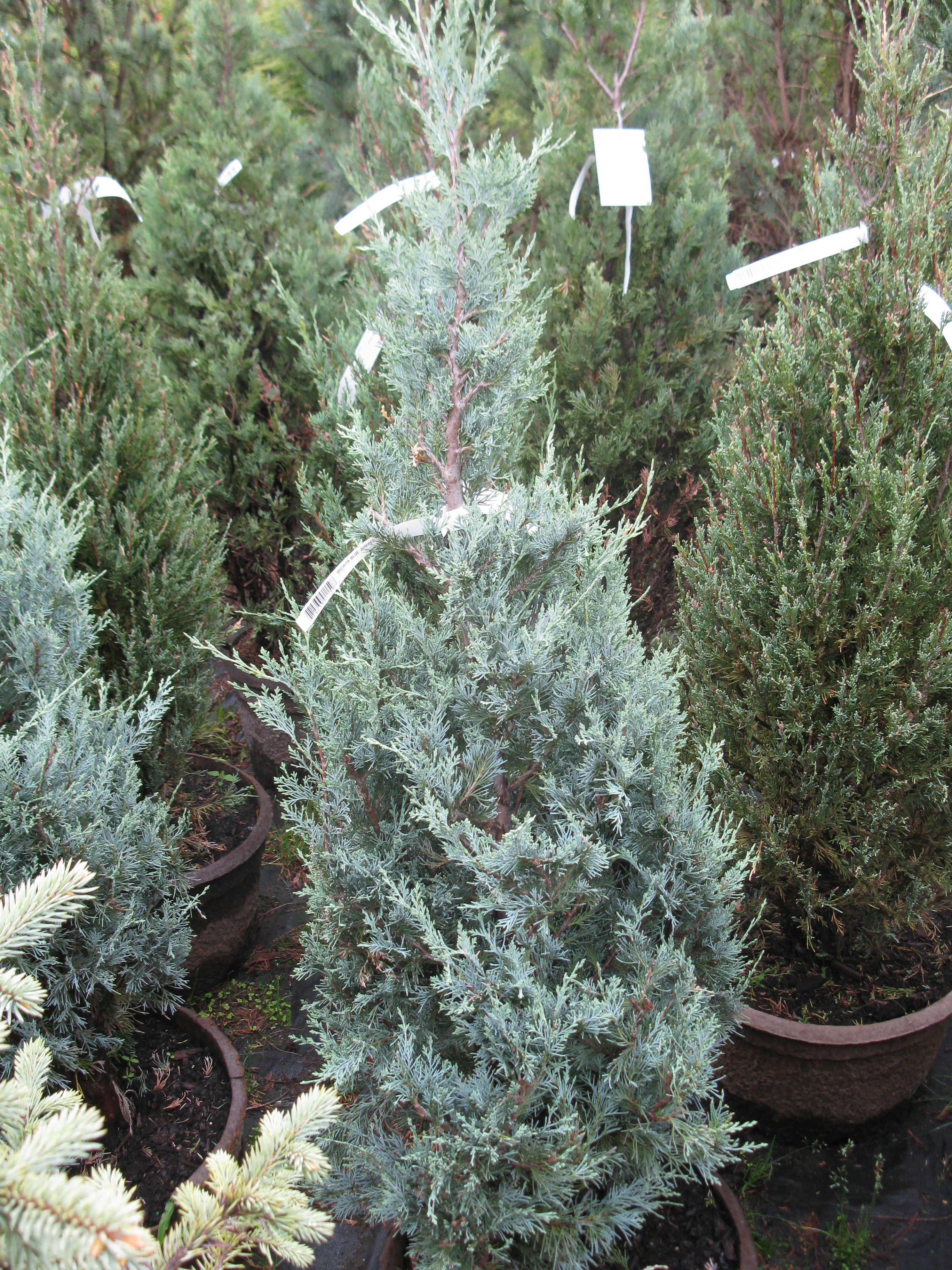 Cologreen juniper
