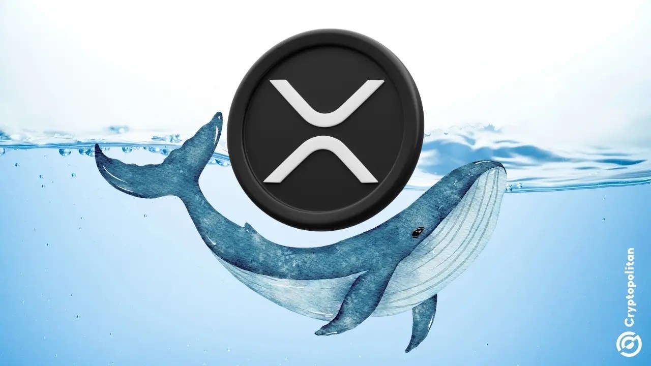 XRP whale activity hits 3-month high, recording 2,802 transactions over $100K