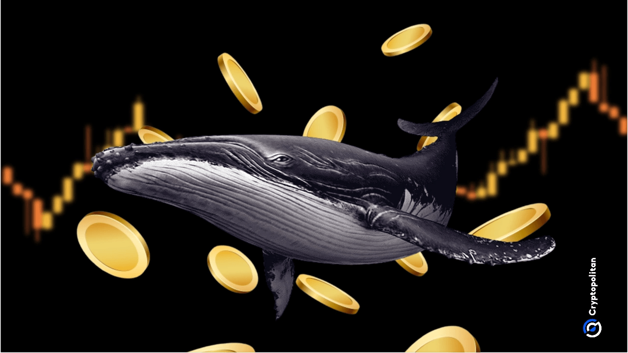 Crypto whales are aggressively buying low-priced tokens across BSC and SOL