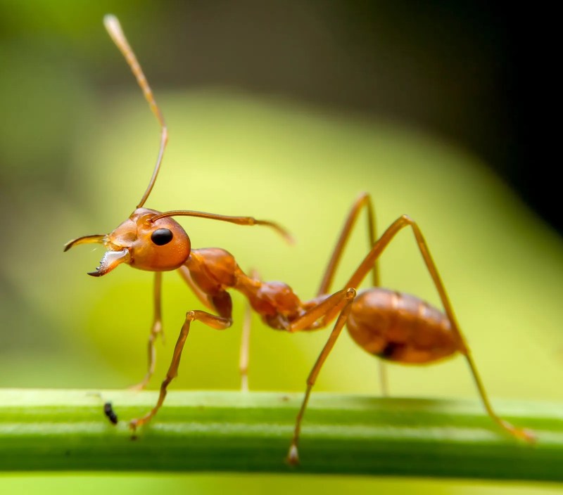 Ant Homeless - Ilustrasi 2