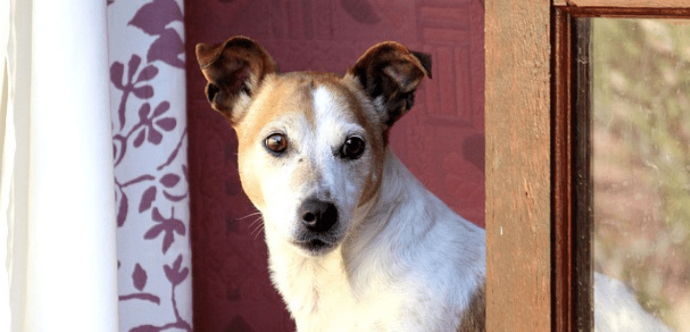 5 Tipps Wie Man Den Hund Ans Alleine Bleiben Gewohnt