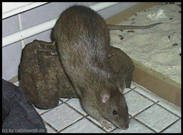 Ratten Info Beschaftigung Und Spiele Fur Ratten