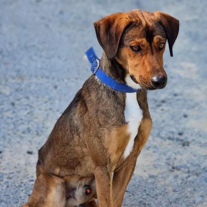 3 yr outdated male Hound cross Shepherd out there for adoption
