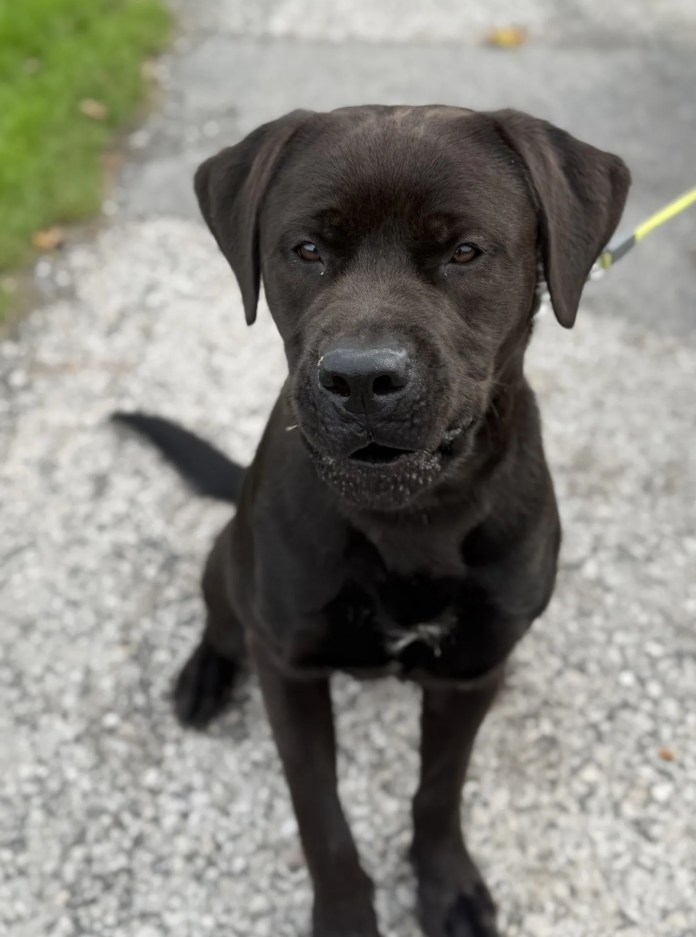16 month previous male Dogue de Bordeaux cross Labrador Retriever out there for adoption