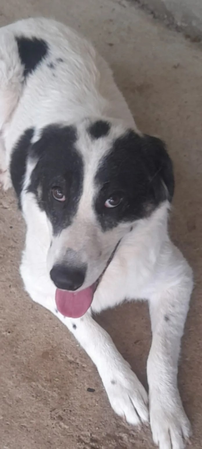 3 12 months outdated feminine Hound Cross accessible for adoption