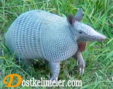 Armadillo hakkında bilgi Armadillo yenir mi