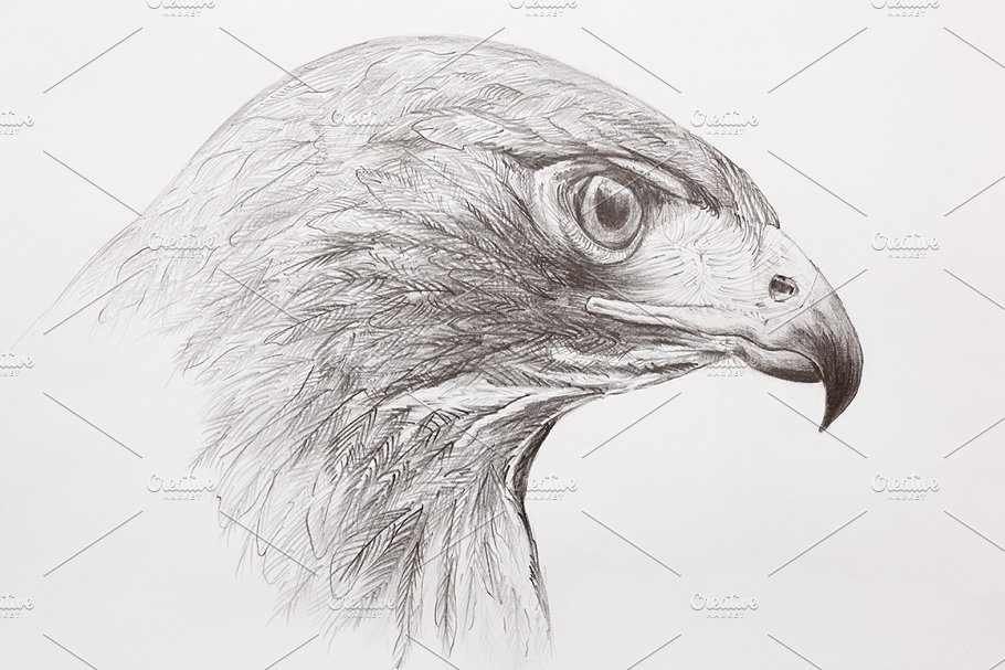 Hawk Drawing, Pencil, Sketch, Colorful, Realistic Art Images | Drawing Skill 607_x_910_jpg