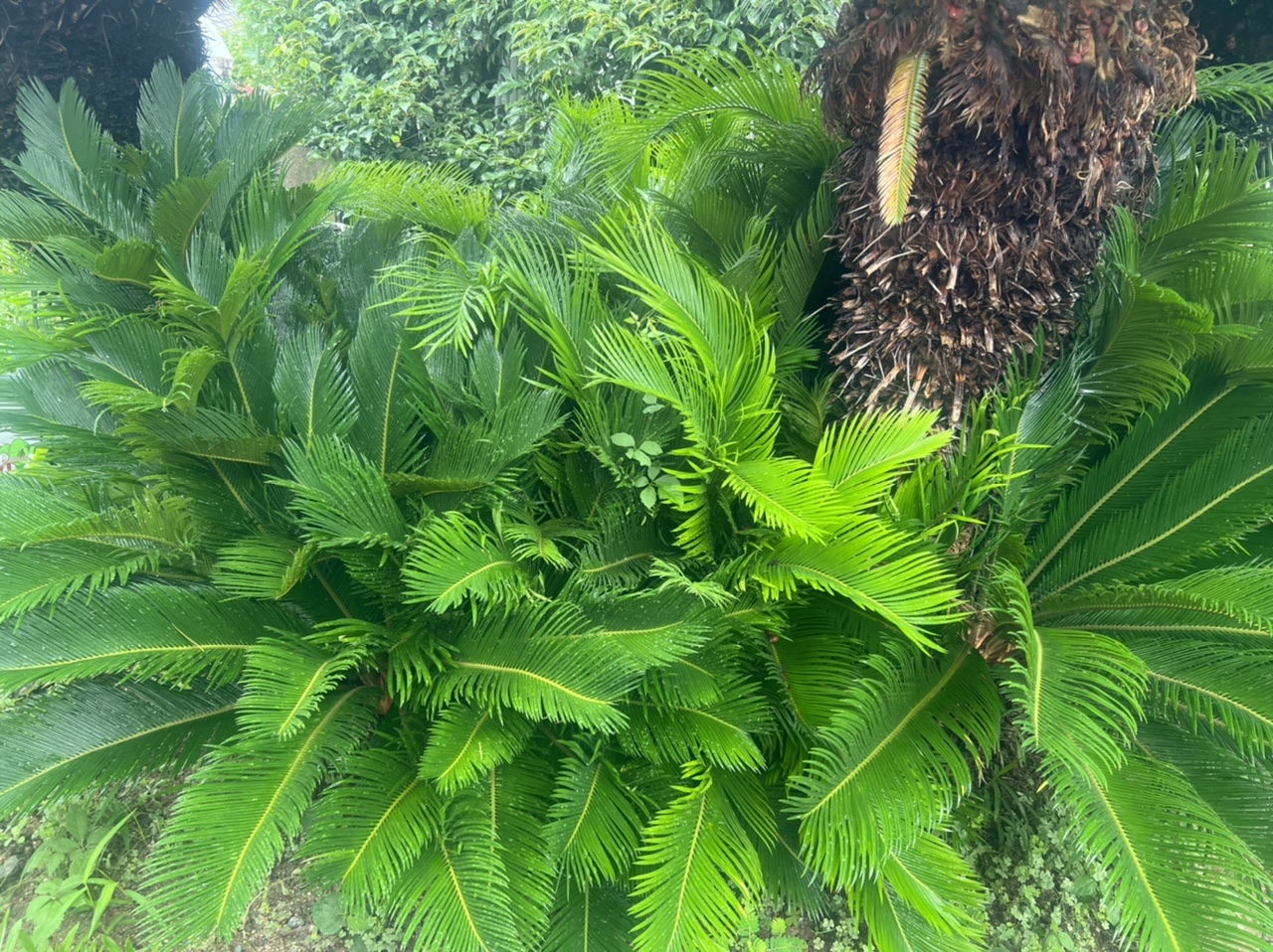 ジャングル化す夏。緑。｜浜松、名古屋、豊橋の注文住宅ならアイジースタイルハウス