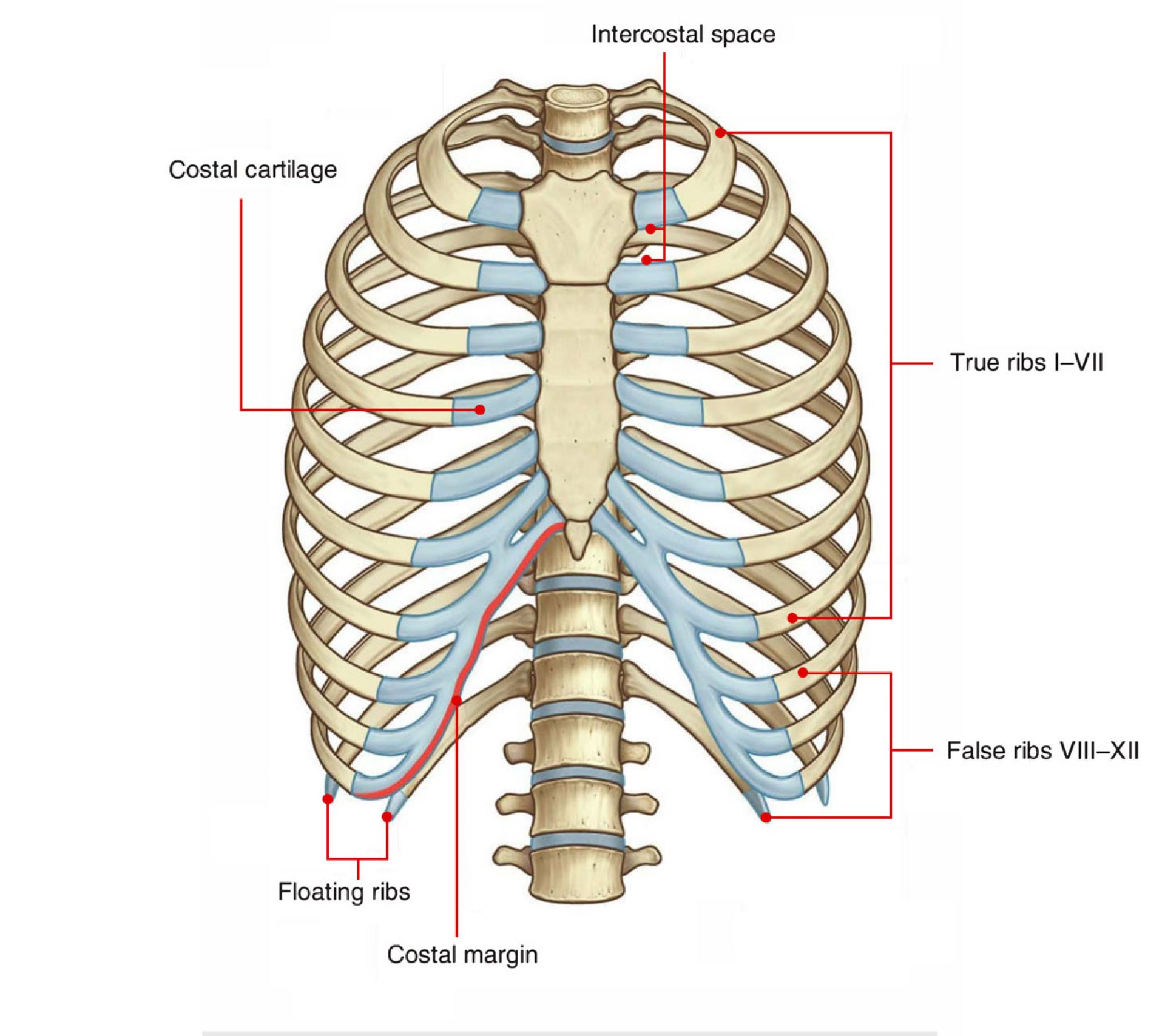 Collection 28+ Images where on the human body are the intercostal muscles Stunning