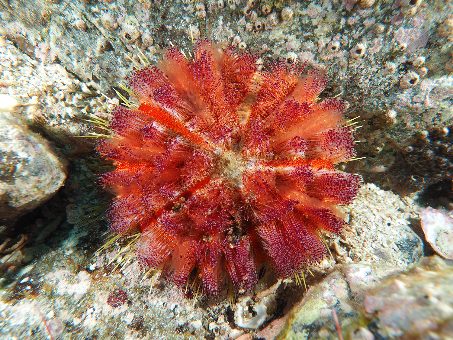 イイジマ フクロウ ニ