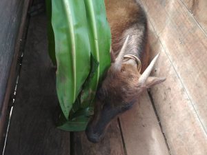 Mempertahankan Anoa Dari Kepunahan