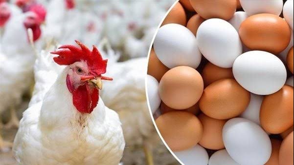 برعاية الحكومة| انخفاض كبير في أسعار الفراخ والبيض.. الكيلو بكام النهارده؟ برعاية الحكومة| انخفاض كبير في أسعار الفراخ والبيض.. الكيلو بكام النهارده؟