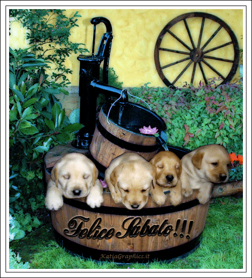 Gif Felice Sabato Gif Su Engiel Com