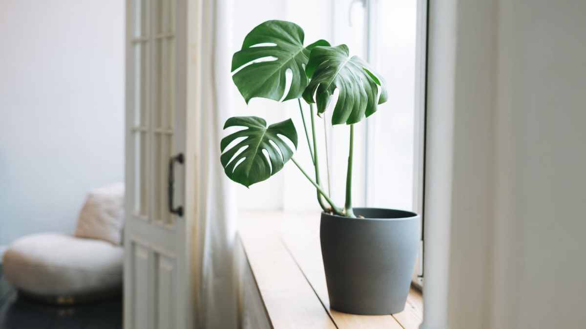 The Beauty Of Less: Unveiling The Advantages Of Minimalist Houseplants