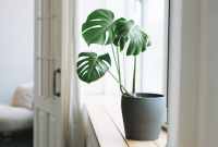 The Beauty Of Less: Unveiling The Advantages Of Minimalist Houseplants