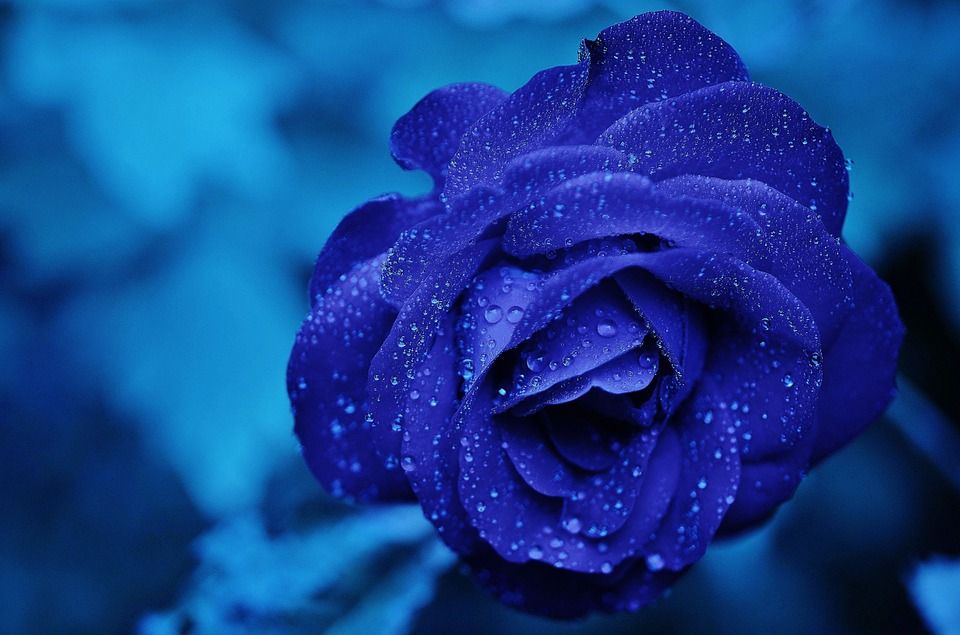Tutti I Significati Attribuiti Alla Rosa Blu - Fanatica 635_x_960_jpg