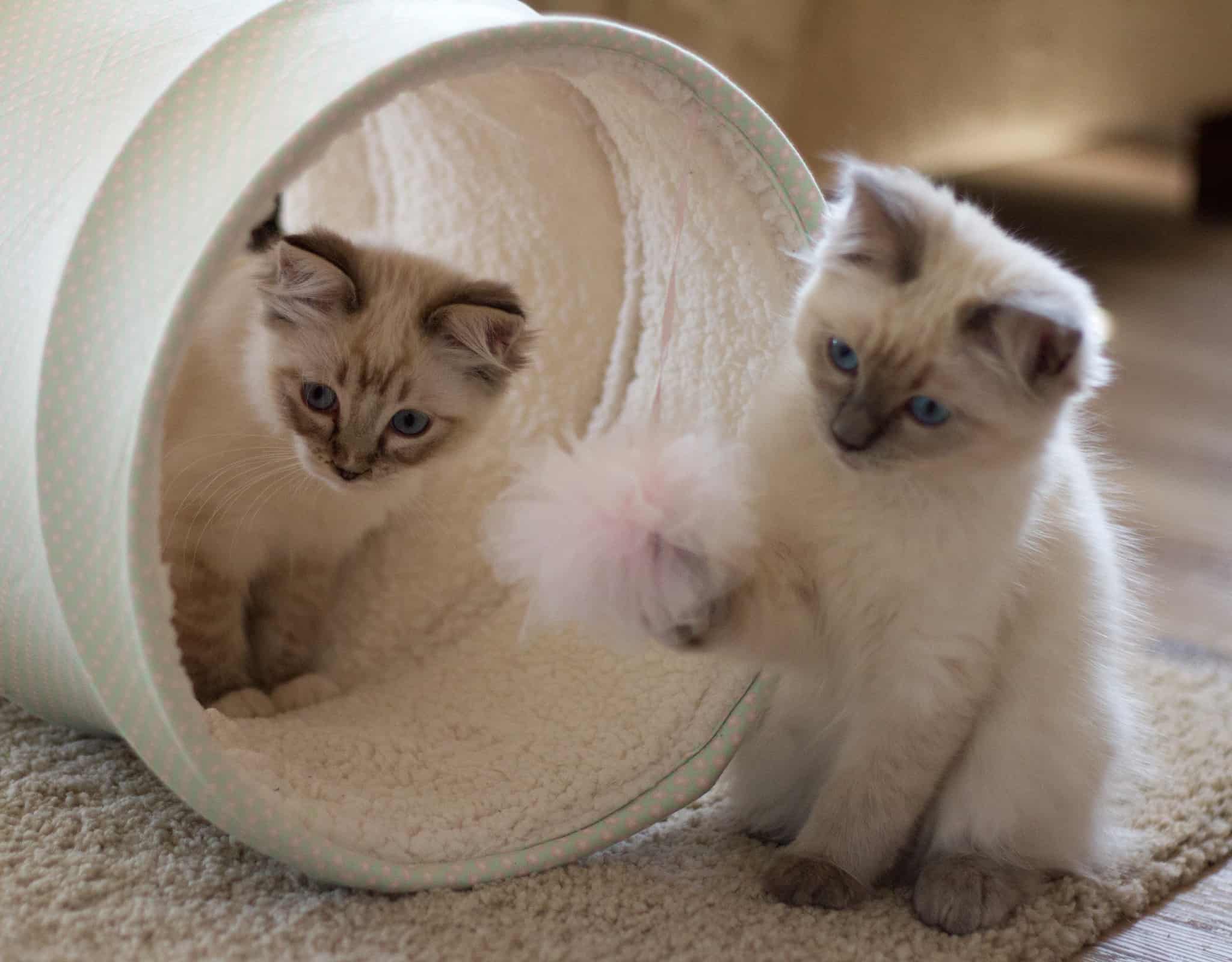 Miss Lilly And Maddison Ragdoll Kittens Of The Month Wallpapers HD