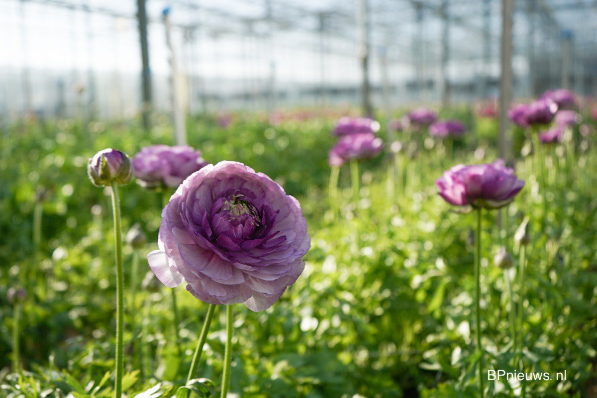 DeVroomen named Supplier of the Year