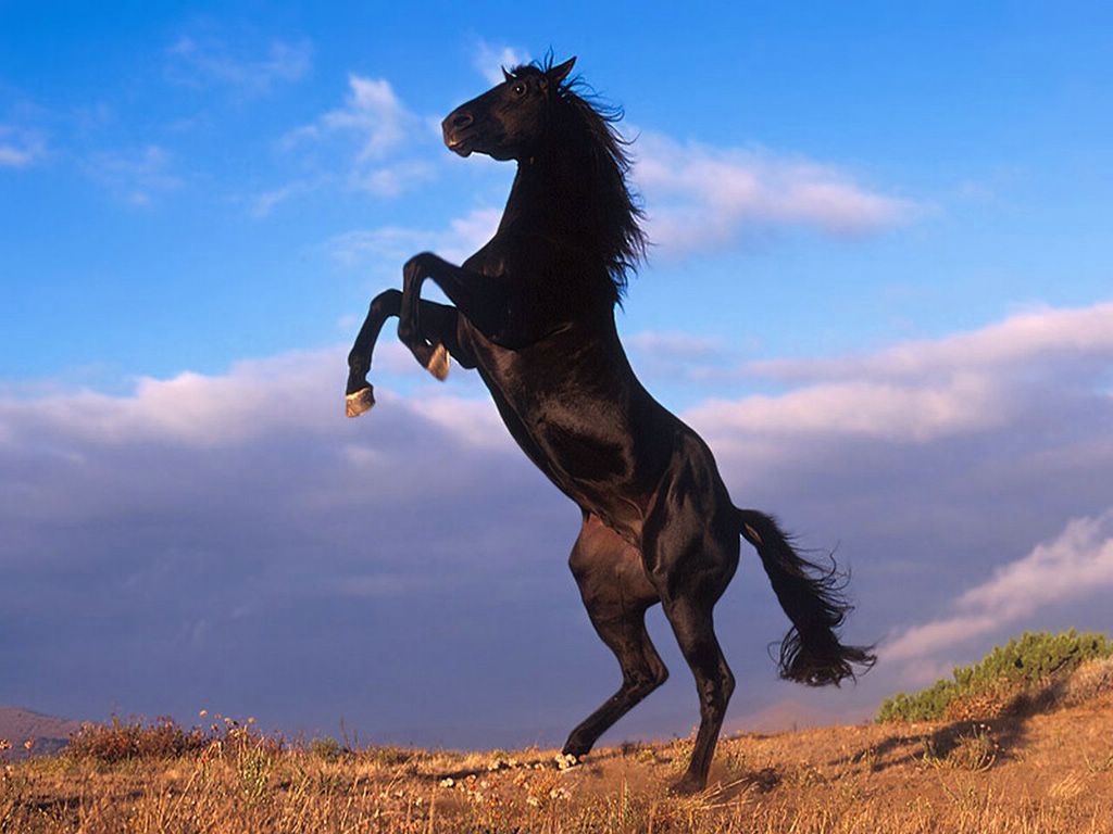 Fond D Ecran Cheval Gratuit Fonds Ecran Chevals Chevaux Equestre