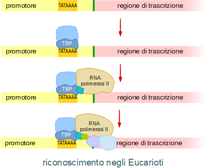 Trascrizione G M P E