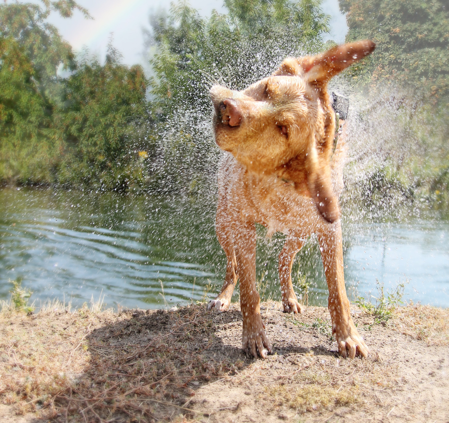 Don’t Miss Dog Friendly Fiesta Island In San Diego Don’t Miss Dog Friendly Fiesta Island In San Diego