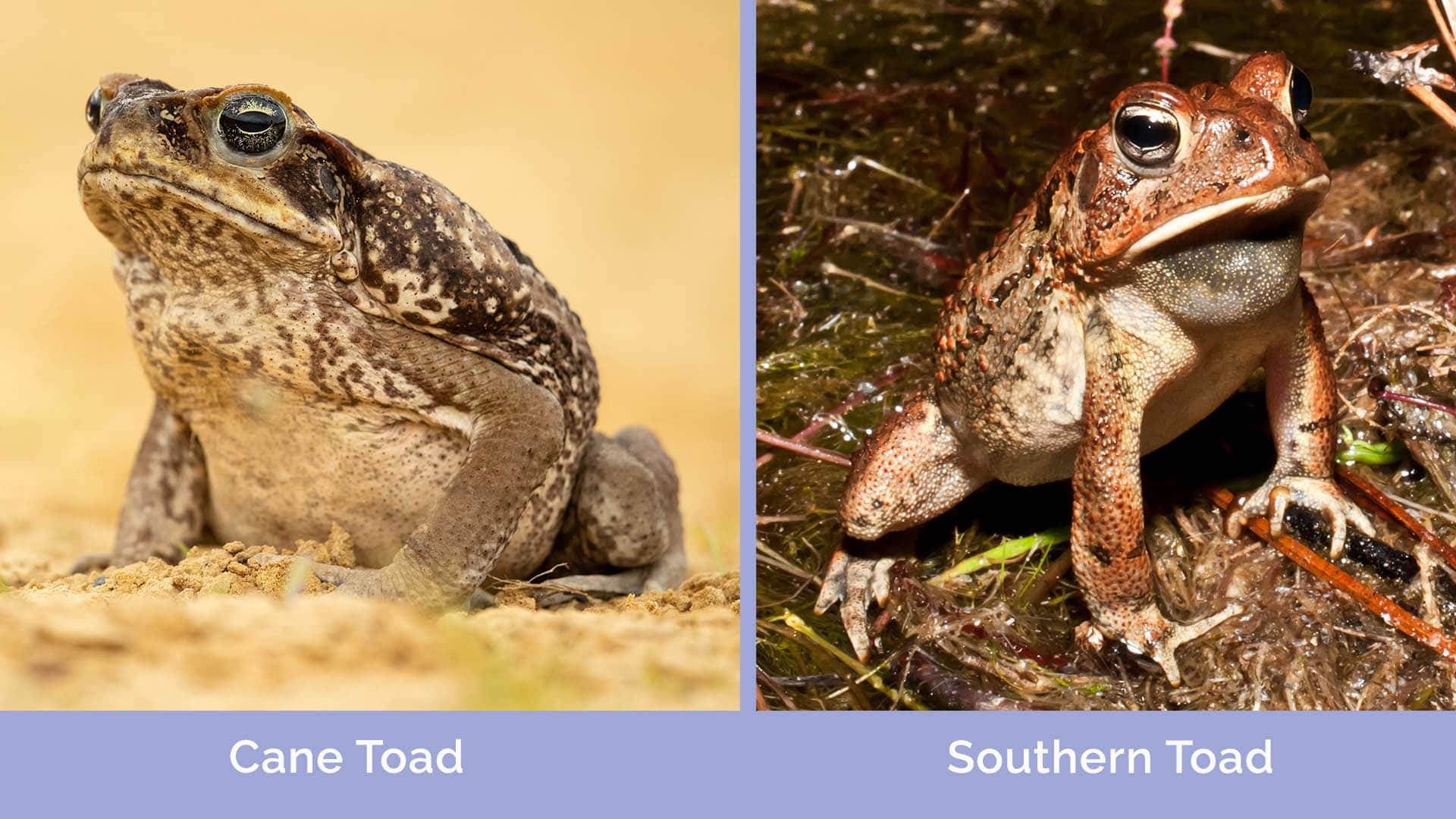 Types of toads in florida