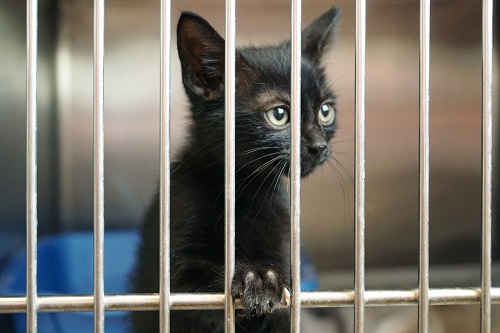Baromètres I-CAD 2020 : les animaux déclarés « perdus » et récupérés par  leurs détenteurs