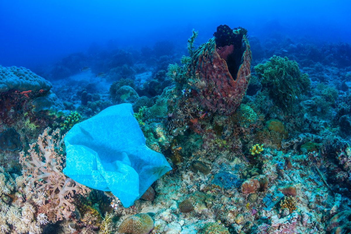 Giornata mondiale dell'Ambiente: L’impatto della plastica sull’inquinamento di mari e oceani Giornata mondiale dell'Ambiente: L’impatto della plastica sull’inquinamento di mari e oceani