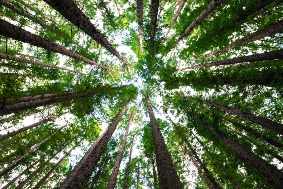 UMBRIA (2), ambiente ed eventi. Al via oggi EcoSanFra, il festival dedicato alla sostenibilità