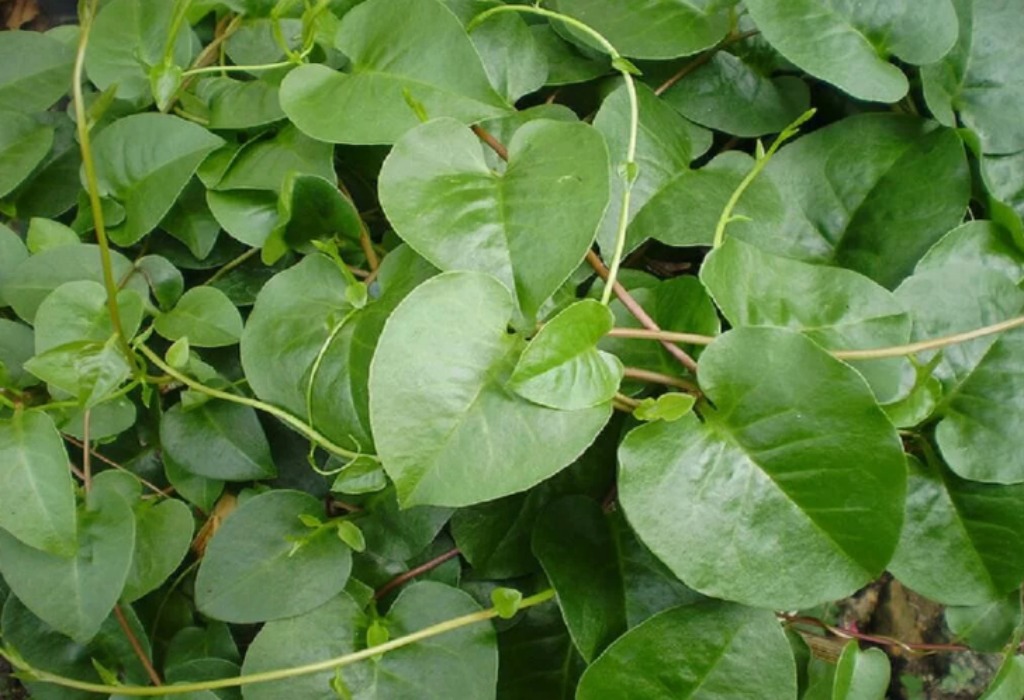 Guru Besar ITB Rekomendasikan 10 Tanaman Obat Pelawan Sel Kanker - Institut  Teknologi Bandung