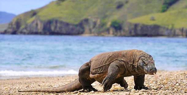 Taman Nasional Komodo – Warisan Alam Dunia UNESCO | IWareBatik