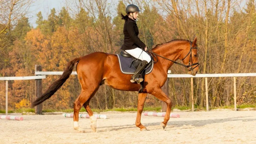 What Does A Legal Rider Mean?