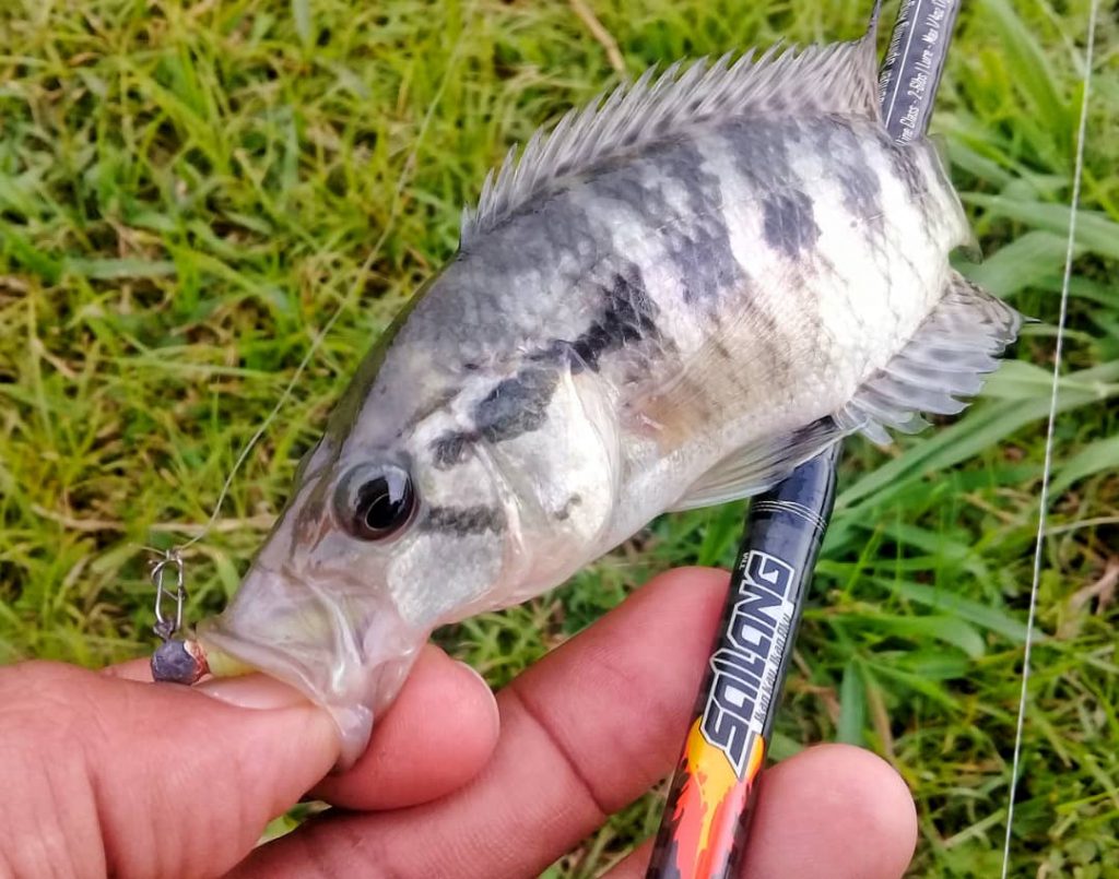 Seronoknya Memancing Ikan Jaguar Cichlid / Kerapu Lombong | Ultralight  Fishing Tips and Tricks For Ultralight Anglers