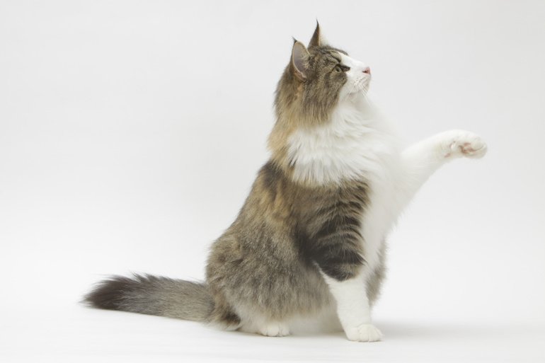 Clickertraining Auch Katzen Konnen Lernen Katze Net
