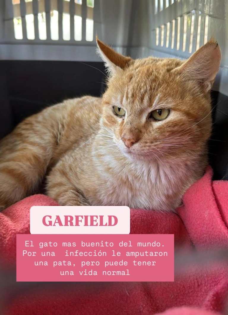 El abandono de gatos: una crueldad silenciosa que crece en Villa la Angostura