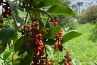 Native currant bush tucker