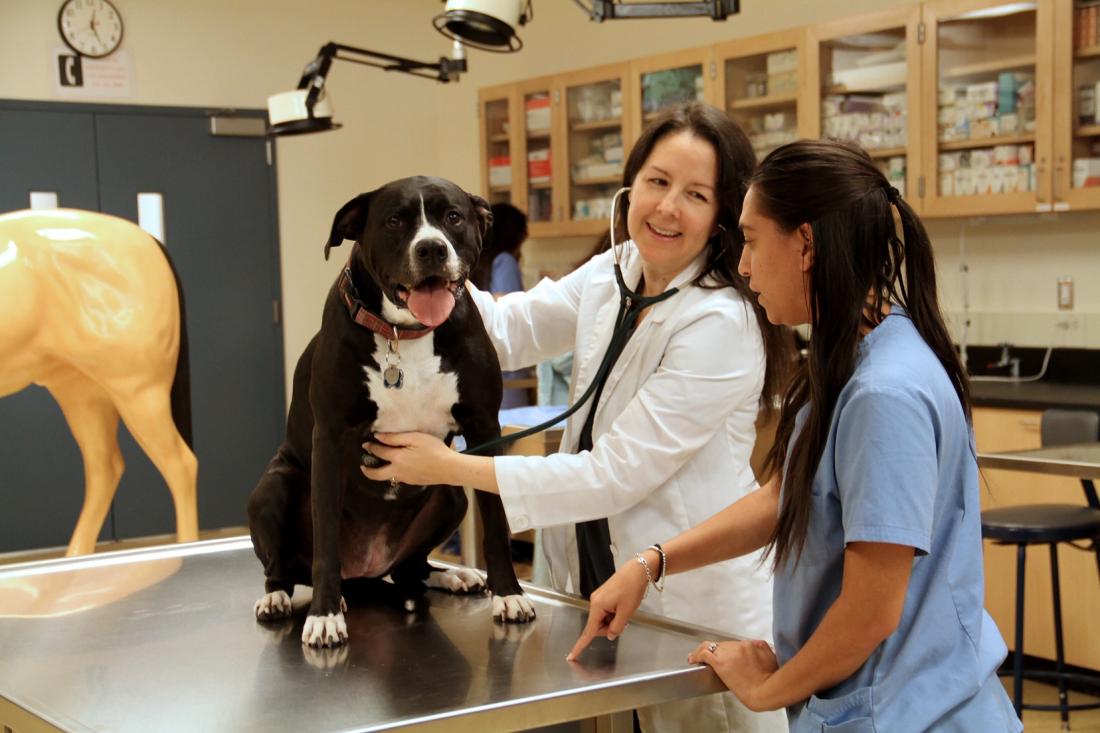 Veterinary