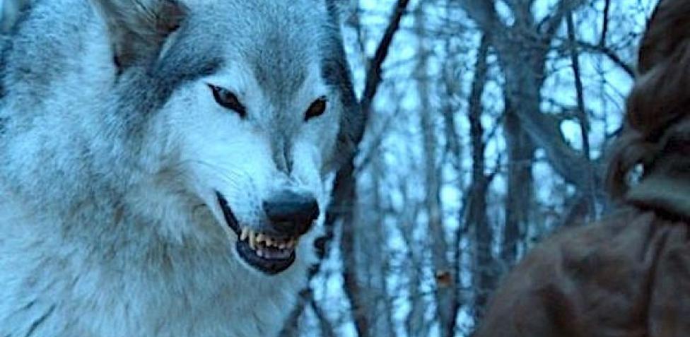 El Adn Revela Como Eran Los Lobos Gigantes Que Inspiraron Los Huargos De Juego De Tronos