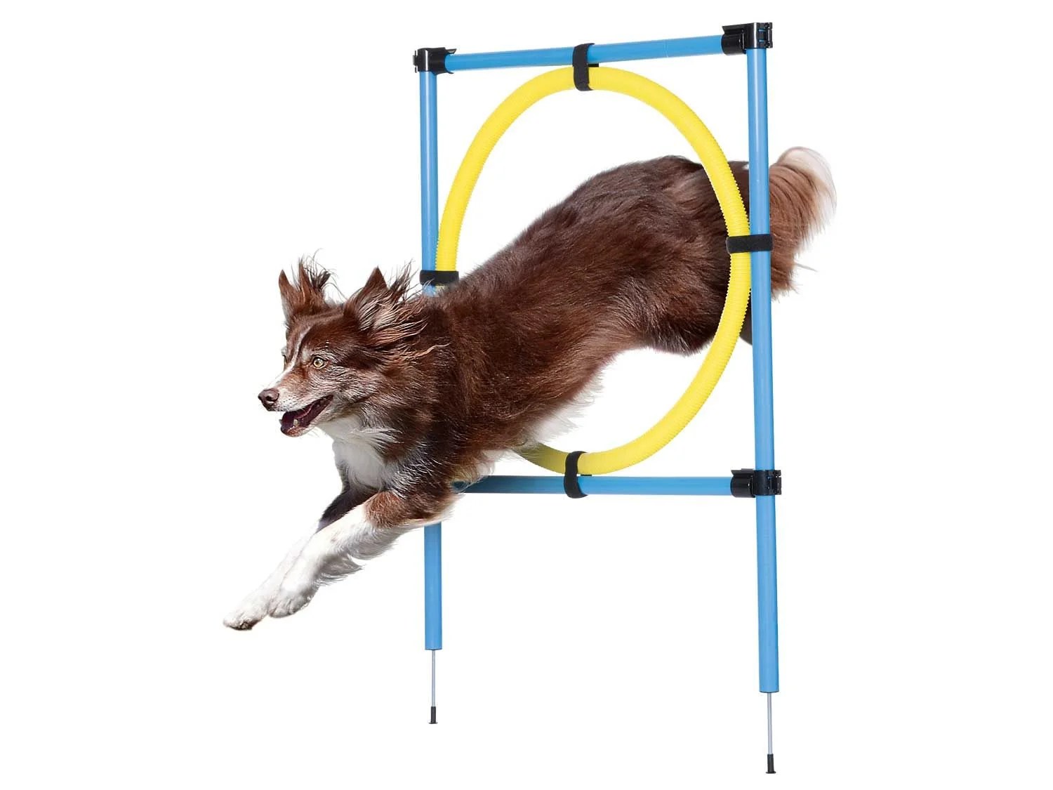 ZOOFARI® Accessoires de dressage pour chien, avec vidéos de formation - Lidl .be