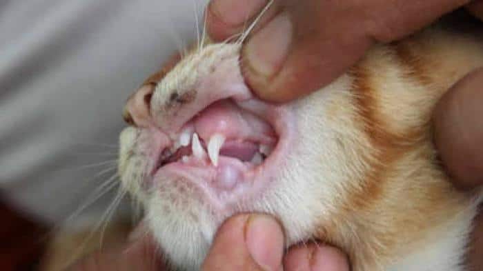 √ 5 Gejala dan Ciri Ciri Kucing Sariawan - lyceum.id