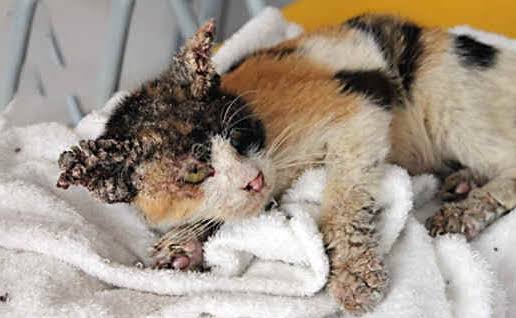 √ 7 Ciri Ciri Kucing Mati Keracunan Racun Tikus - lyceum.id