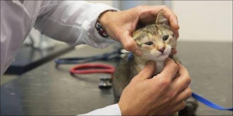 √ Inilah 10 Ciri Ciri Kucing Sakit Tenggorokan - lyceum.id