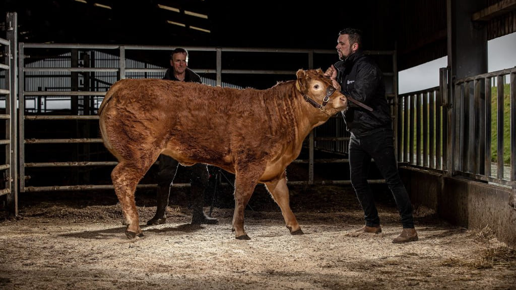 En Angleterre Une Vache Limousine S Est Vendue Plus Cher Qu Une Lamborghini