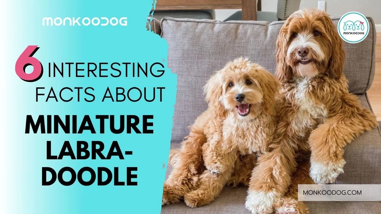 6 Interesting Facts About Miniature Labradoodle - Monkoodog Labradoodles miniature