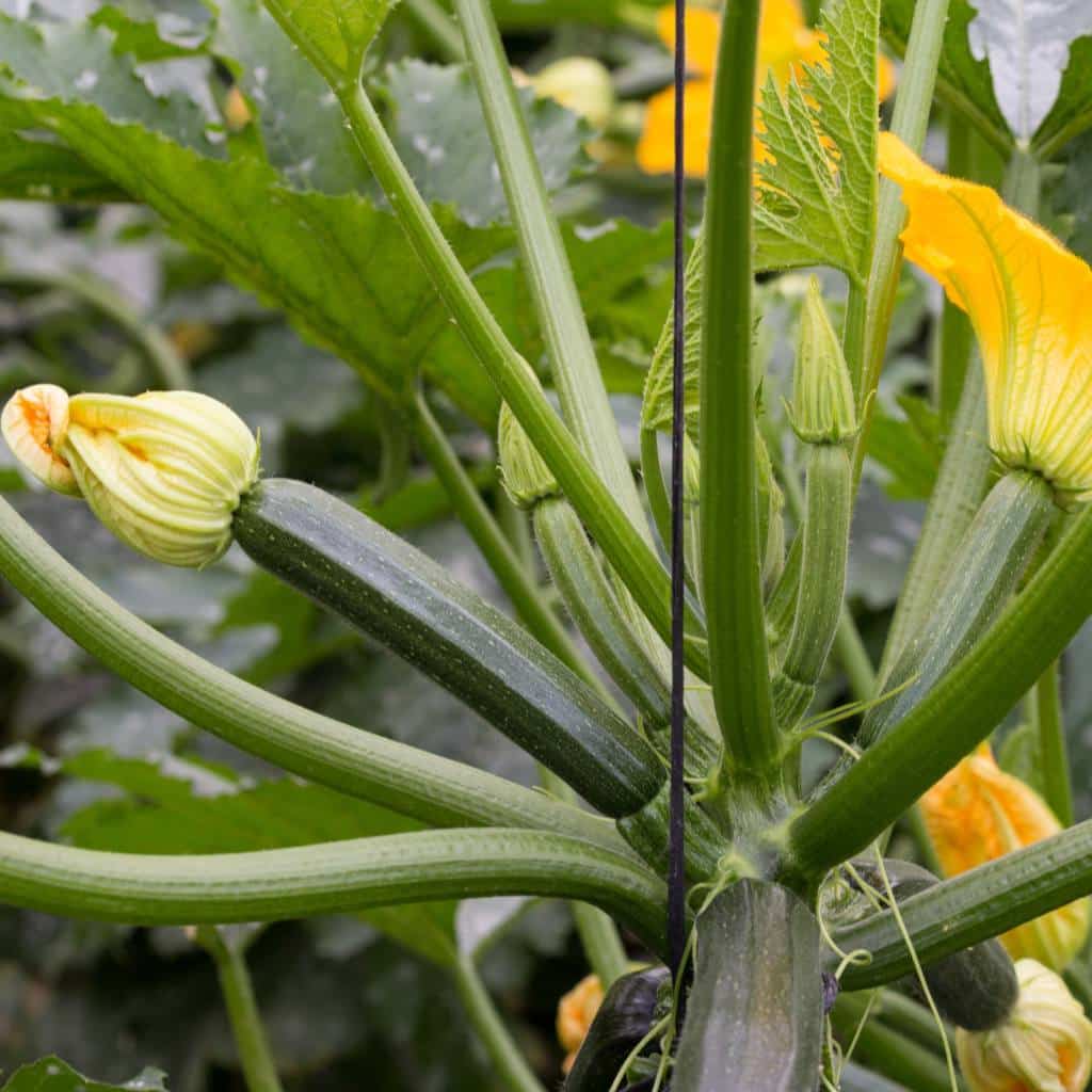 List 32+ Pictures show me a picture of a zucchini Updated