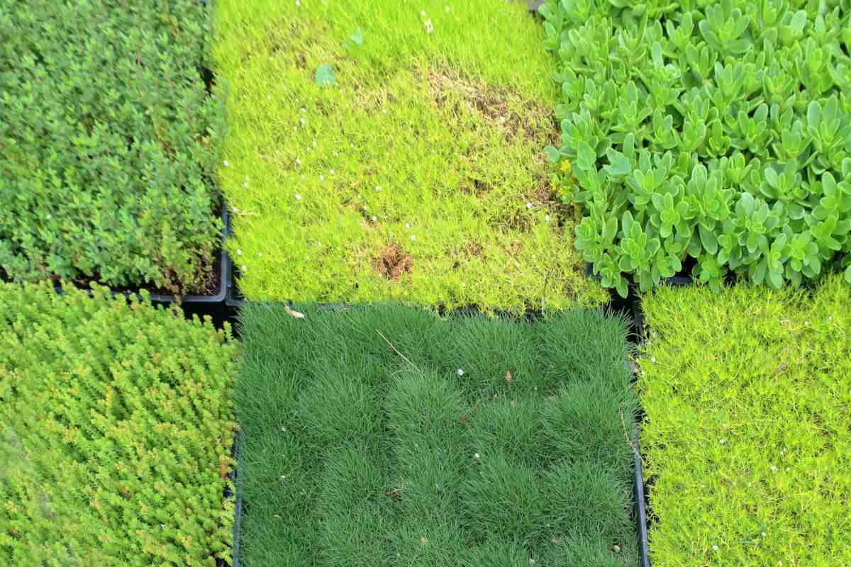 Grass alternatives for the lawn, surprise your neighbors and cut out chores! jpg (1200x800)