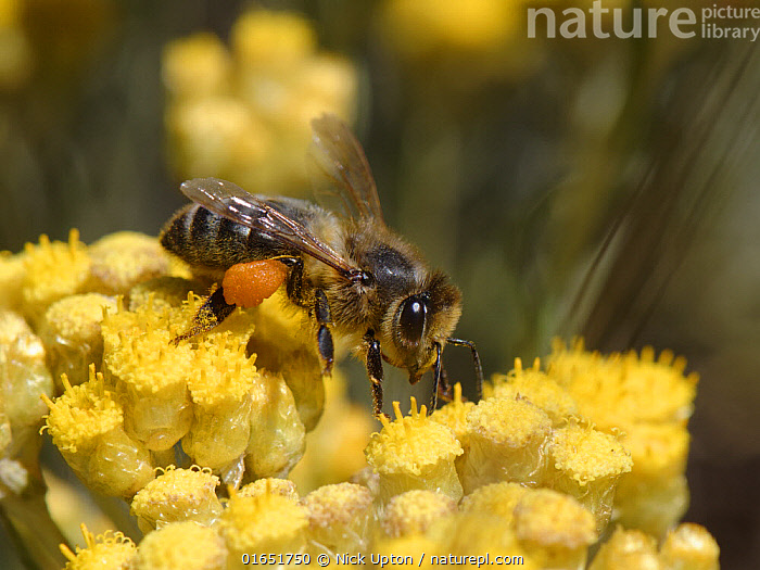 Nature Picture Library Honeybee Apis Mellifera Nectaring On Eternal Everlasting Flower Helichrysum Stoechas Clump Flowering On Sand Dunes Mondrago Natural Park Majorca South Coast May Nick Upton